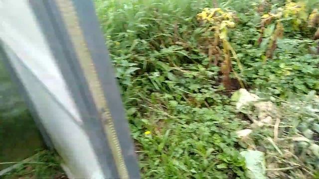 Деревня. Собрала огурцы. Опрыскала томаты. Петух - бить или не бить? смотреть онлайн