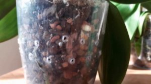 Полив орхидей триходермой