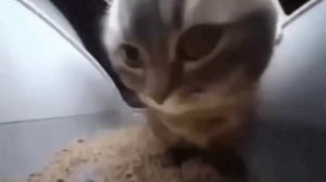 Песня Чипи Чипи Чапа Чапа (1 ЧАС)