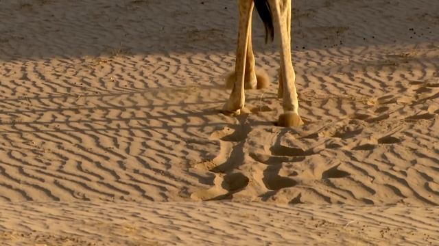 Sobrevivientes del Namib: La Travesía de los Elefantes del Desierto (DOCUMENTAL de ANIMALES) смотреть онлайн