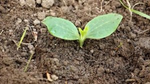 Посев семян тыквы на рассаду и в открытый грунт