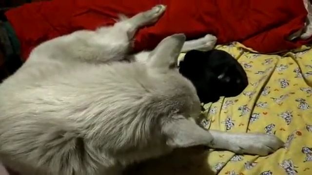 Щенки лайки первый помет! стоит ли оставлять щенков смотреть онлайн