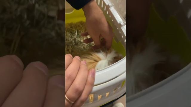 Сколько стоит лечение морской свинки? #личныйдневник #морскаясвинка #ветклиника #сколькостоит