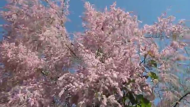 Дерево жизни. The tree of life. смотреть онлайн