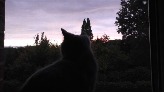 Кошка смотрит в окно. Ася мечтает🐱 смотреть онлайн