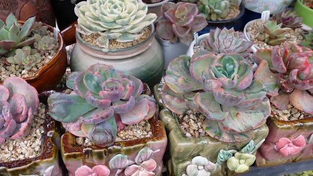 NO MORE FUNGUS ON MY SUCCULENTS | VLOG #192 - Growing Succulents with LizK смотреть онлайн