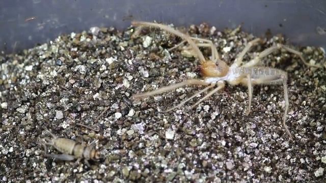 The Terrifying Camel spider or Sun Spiders with the Deadly Tarantula Girl смотреть онлайн