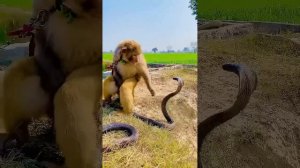 VID_20240309_110343_967.mp4