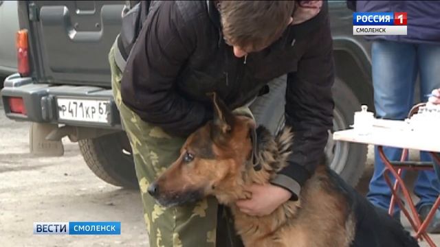 В Смоленске стартовала бесплатная вакцинация домашних животных смотреть онлайн