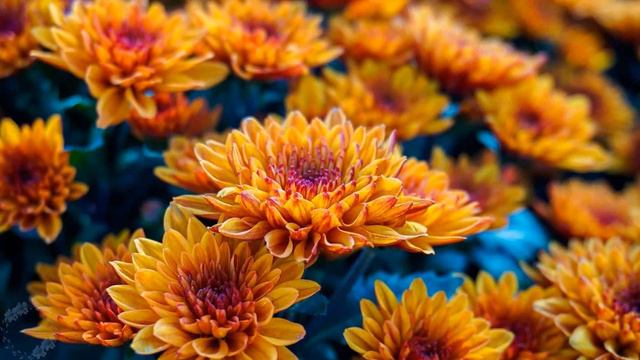 Ý nghĩa của Hoa Cúc (Daisy) смотреть онлайн