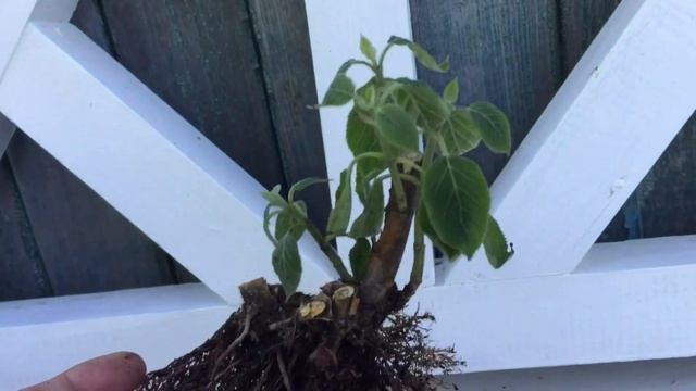 ГОРТЕНЗИЯ МЕДЖИКАЛ ПИНКЕРБЕЛ.Процесс реанимации смотреть онлайн