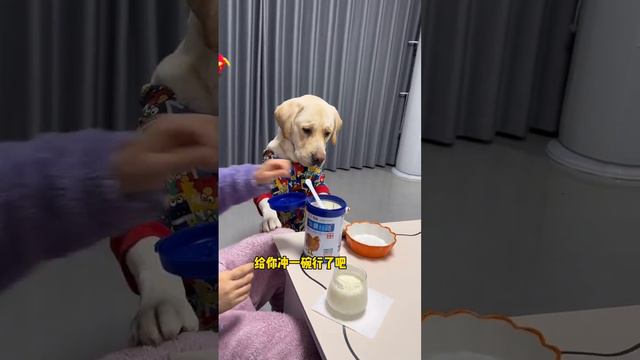 Dogs, you are too picky. For authentic camel milk, choose China Silk Road. Fantastic animals смотреть онлайн