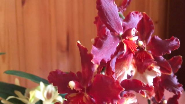 Обзор моих новинок Орхидеи смотреть онлайн