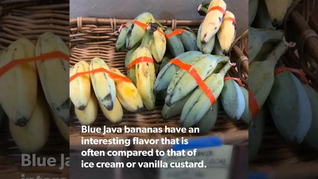 BLUE JAVA BANANA смотреть онлайн