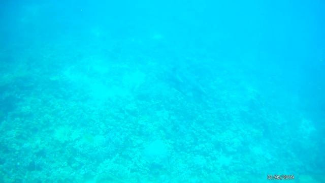 Хургада 2019 - подводный мир. Бухта дельфинов смотреть онлайн