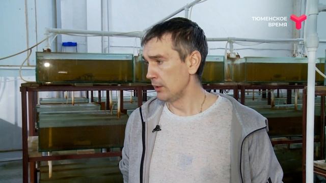 Австралийские раки зимуют в Тюмени смотреть онлайн