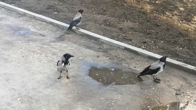 Пара ворон дает территориальный клич \ Hooded crow pair makes a territorial call смотреть онлайн