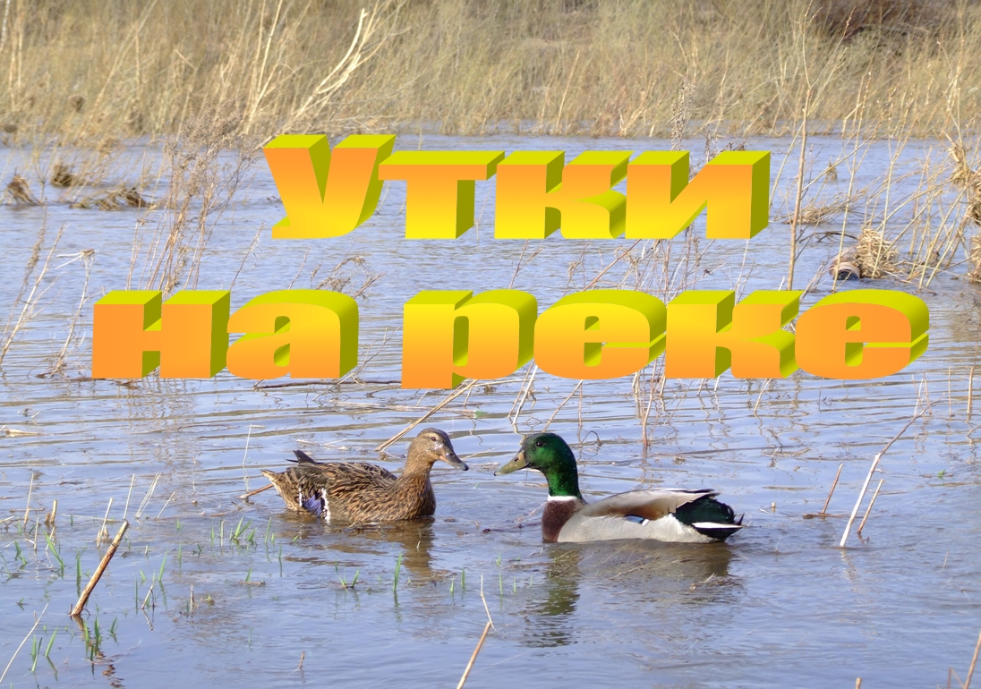 Утки на реке. смотреть онлайн
