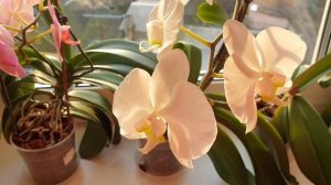 3 способа, чтобы орхидеи цвели ||  100% способ, что орхидея зацвела