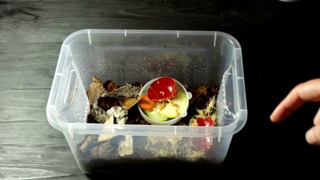 Обустройство кивсячечной. Уход и содержание кивсяков. смотреть онлайн