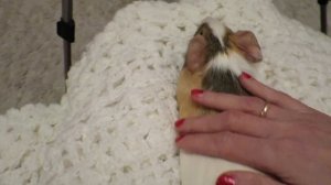 Как приручить морскую свинку к рукам.  Наша история. Нow to tame a guinea pig in hand