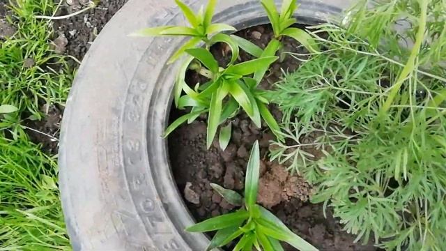 ДАЧНЫЙ ВЛОГ // КАК СДЕЛАТЬ КОМПОСТНУЮ КУЧУ // ШАЛАШ В ЛЕСУ смотреть онлайн