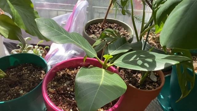 Ficus altissima care guide for lazy people! смотреть онлайн