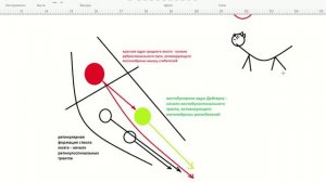 Двигательные функции. Пирамидная и экстрапирамидная системы
