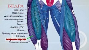 Анатомия мышц человека