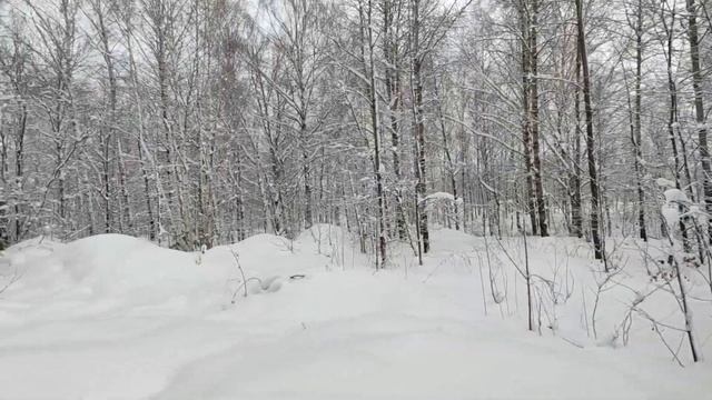 Зимний лес в Казани. На Дубравной. 2023. смотреть онлайн