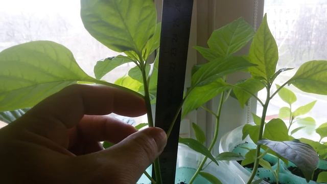 Обзор рассады перца - на некоторых появились бутоны. смотреть онлайн