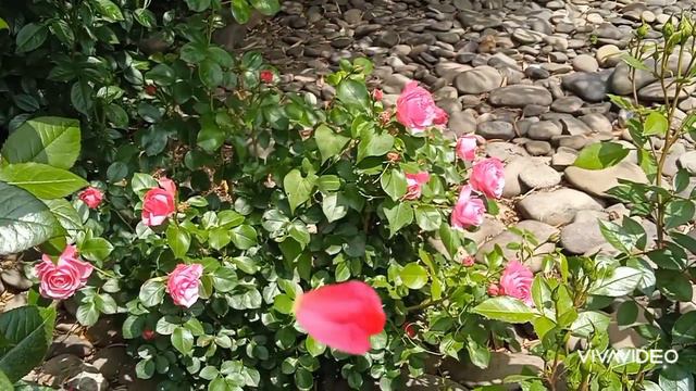 Прекрасные розы🌹 смотреть онлайн