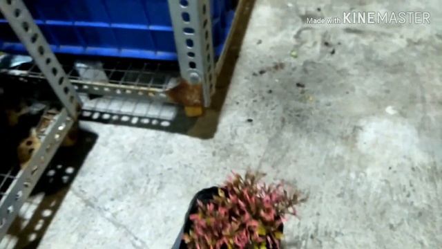 Alternanthera Bettzickiana