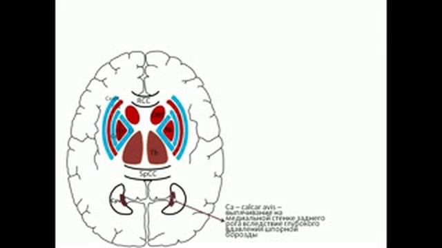 Базальное Ядро смотреть онлайн