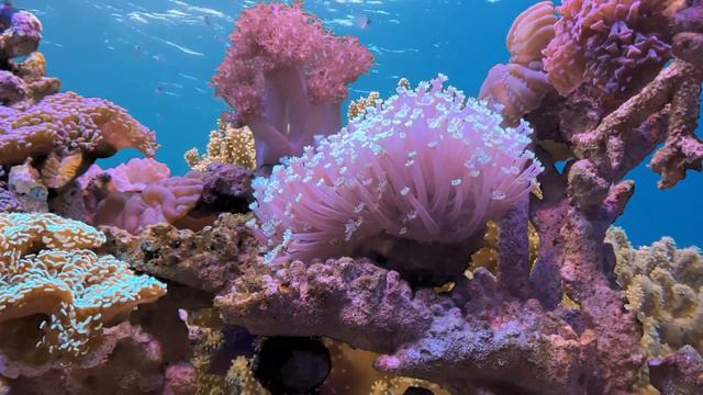 Colourful Aquarium Fish and Coral Reefs with Calming Background Music смотреть онлайн