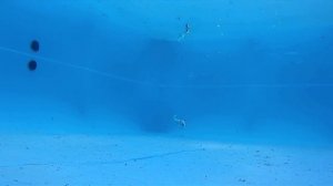 Jerkbait, Strike Pro, Guppie JR, Underwater action, Fishing