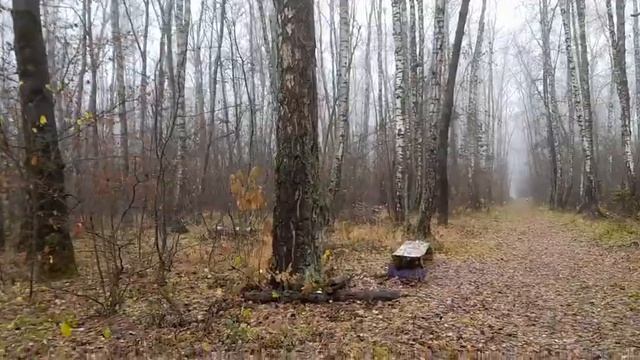 Прогулка,осенний лес... смотреть онлайн