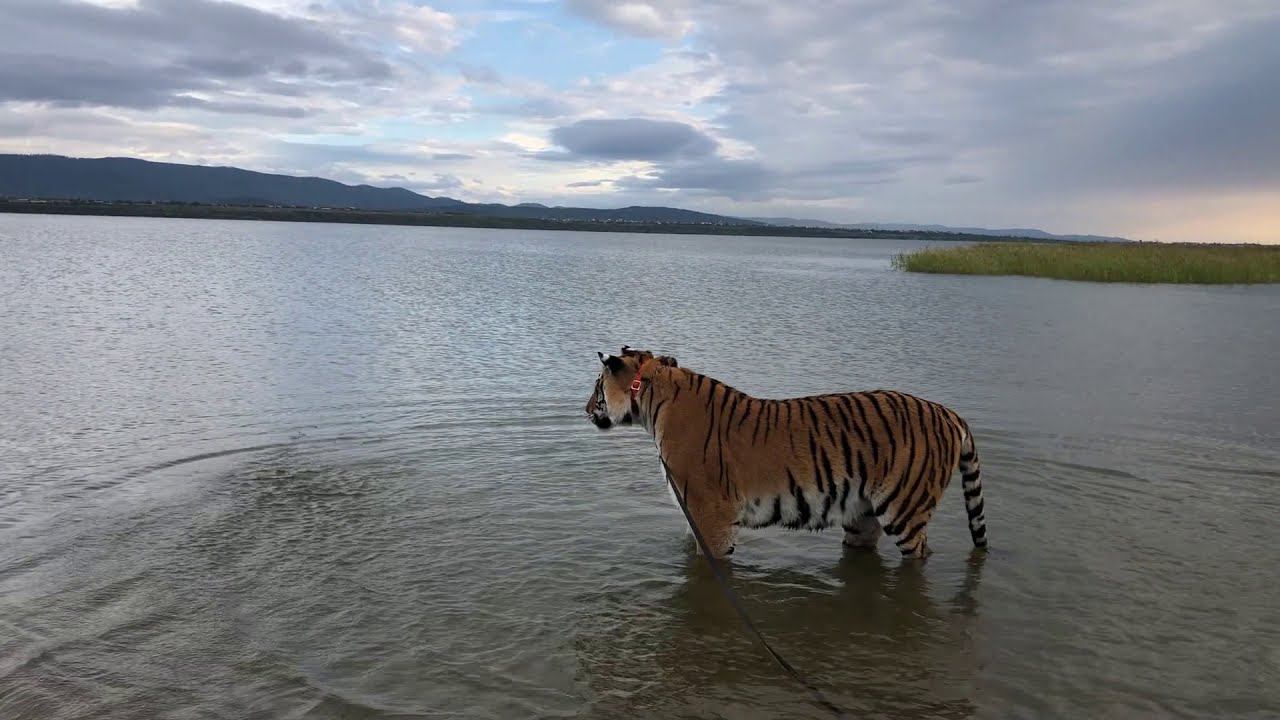 Вот и лето прошло!Тигр в машине едет купаться !