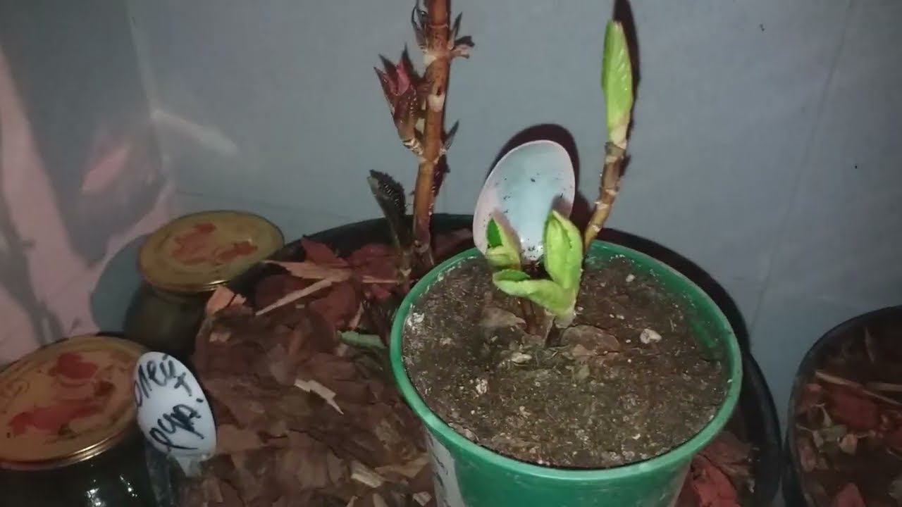 ГОРТЕНЗИИ ПРОСЫПАЮТСЯ. Что дальше? #саженцыгортензий #крупнолистныегортензии смотреть онлайн