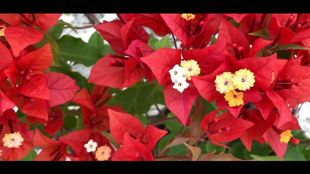 Bougainvillea- Flame