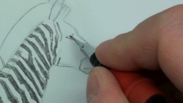 Рисуем зебру карандашом смотреть онлайн