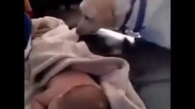 Собака заменяет няню! смотреть онлайн