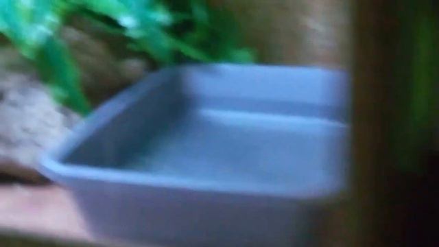 Террариум в Николаевском зоопарке смотреть онлайн