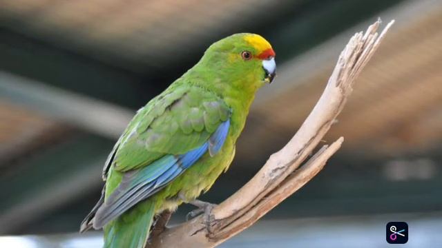 Веселое пение какариков