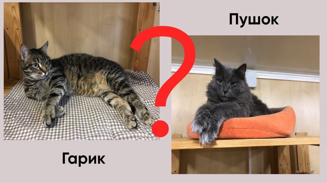 Гарик и Пушок играют