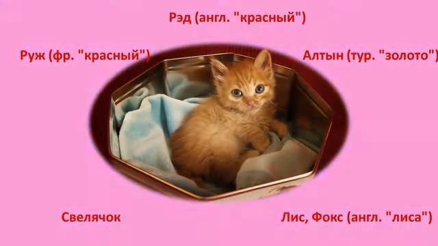 Необычные клички для рыжих котов и кошек!Смешные животные # 19 смотреть онлайн