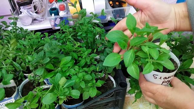 ЧЕРЕНКИ ПЕТУНИЙ растут как на дрожжах. Этап подкормки и новых черенков смотреть онлайн