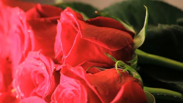 slowly rotating wet red rose bouquet bjmmbuveh D смотреть онлайн