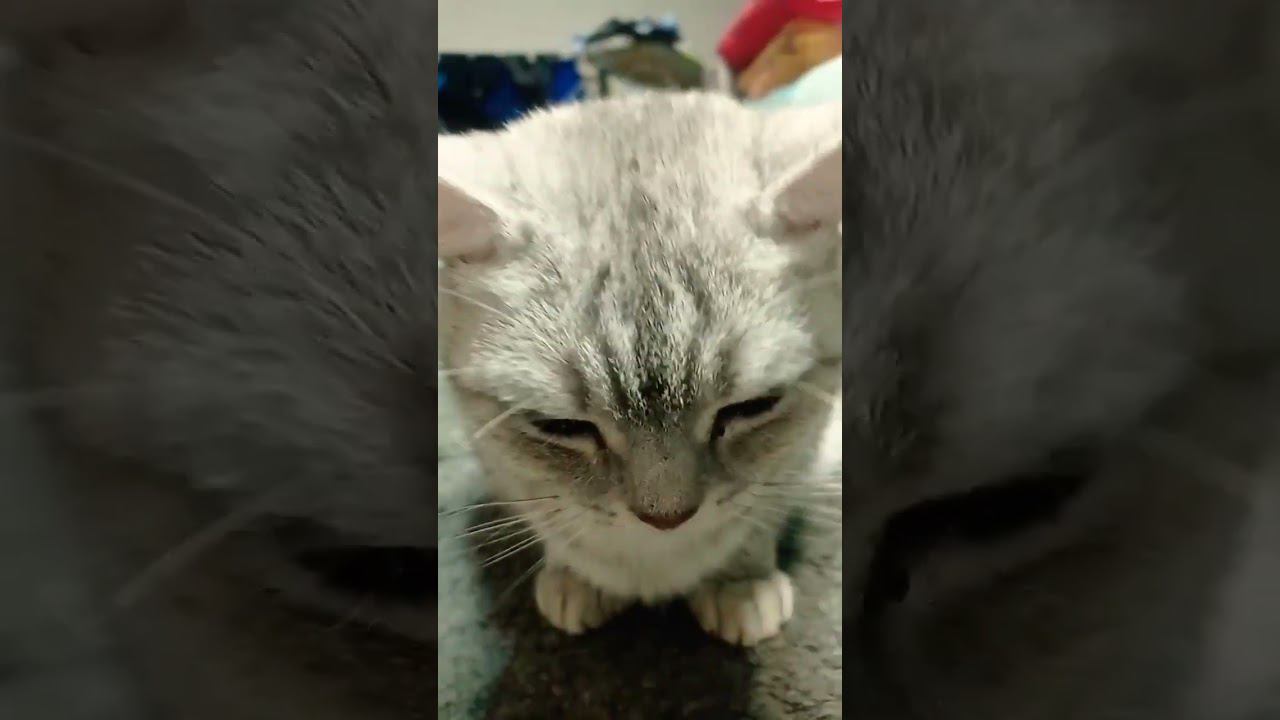 Мой смешной котик ✨ #shorts #смешнойкотик #смешнойтанец смотреть онлайн