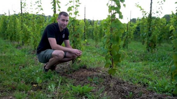 Valdobbiadene Prosecco Brut DOCG Bortolomiol detto Gemin | Vini Grandi Vigne Veneto Iper